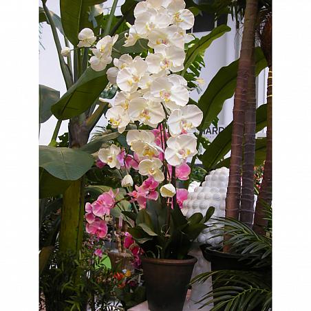 Künstliche Orchidee Phalaenopsis XL, getopft, 115 cm, creme-weiß